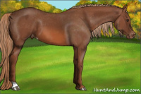 Horse Color:Liver Chestnut Varnish 