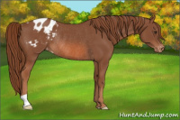 Horse Color:Liver Chestnut Varnish Rabicano 
