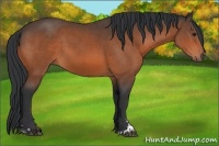 Horse Color:Bay Sabino 