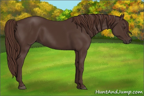 Horse Color: Liver Chestnut 