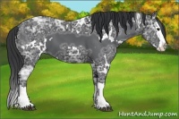 Horse Color:White Spotted Black Ice Splash 