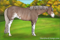 Horse Color:Silver Black Sabino Rabicano 