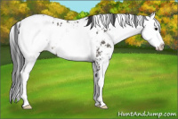 Horse Color:Black Sabino Appaloosa Rabicano 