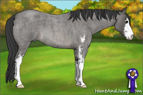 Horse Color: Blue Roan Sabino 