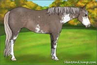 Horse Color:Silver Black Sabino 