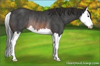 Horse Color:Brown Sabino Splash Rabicano 