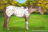 Horse Color:Black Pearl Appaloosa Rabicano