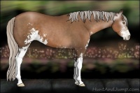 Horse Color:Gray Silver Black Pearl Sabino 