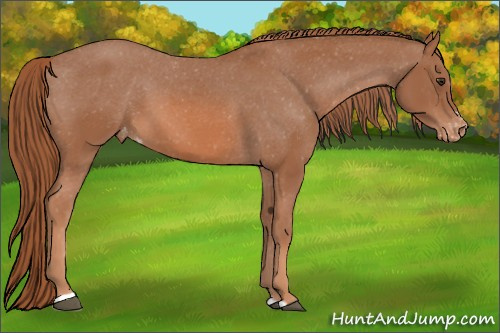 Horse Color: Liver Chestnut Sabino Varnish 