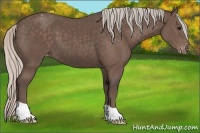 Horse Color:Silver Black Varnish