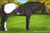 Horse Color:Liver Chestnut Appaloosa