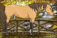 Horse Color:Buckskin Sabino Varnish 