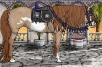 Horse Color:Red Dun Frame 