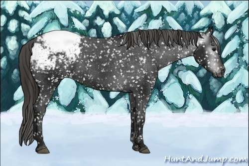 Horse Color:Gray Smoky Black Snowcap
