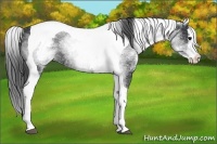 Horse Color:White Spotted Black Splash Tobiano 