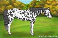 Horse Color:Black Splash Near Leopard 