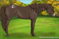 Horse Color:Liver Chestnut Varnish 