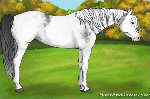 Horse Color: White Spotted Black Splash 
