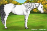 Horse Color:White Spotted Black Splash