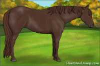 Horse Color:Gray Chestnut 