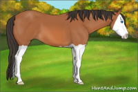 Horse Color:Bay Splash 