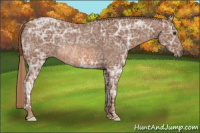 Horse Color:Chestnut Ice Rabicano