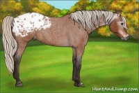 Horse Color:Gray Silver Bay Roan Frame Appaloosa Rabicano 