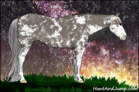 Horse Color:Grullo Sabino 