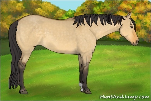 Horse Color: Buckskin Dun 