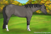 Horse Color:Grullo 