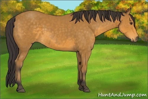 Horse Color: Buckskin Rabicano 