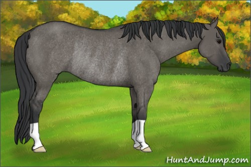 Horse Color: Grullo Rabicano 