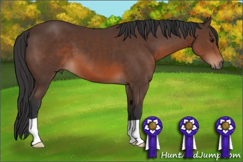 Horse Color: Brown 