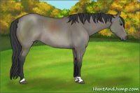 Horse Color:Grullo Rabicano 