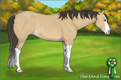 Horse Color: Buckskin Dun Splash Rabicano 
