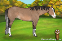 Horse Color:Bay Dun Splash 