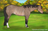 Horse Color:Brown Dun Rabicano 