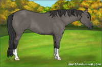 Horse Color:Brown Dun 