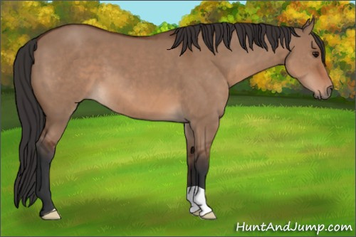 Horse Color: Bay Dun 