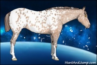 Horse Color:Amber Champagne Near Leopard 