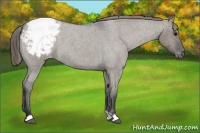 Horse Color:Grullo Roan Snowcap 