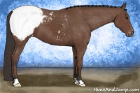 Horse Color:Bay Appaloosa 
