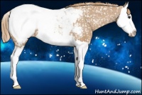 Horse Color:Chestnut Splash Appaloosa 