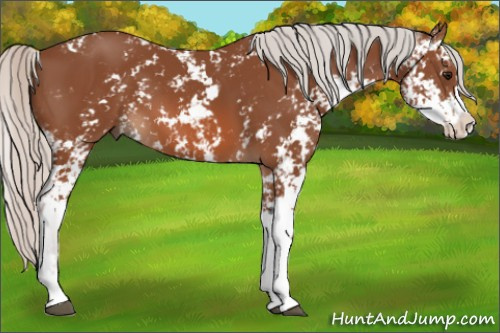 Horse Color: Unknown 