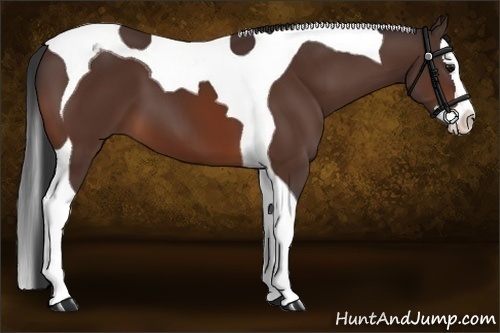 Horse Color:Bay Splash Tobiano 