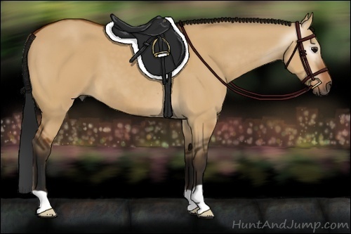 Horse Color:Gray Bay Dun