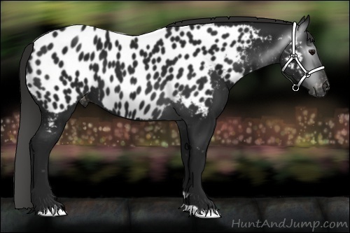 Horse Color:Gray Black Near Leopard 
