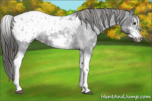Horse Color: Unknown 