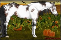 Horse Color:Gray White Spotted Brown Frame 