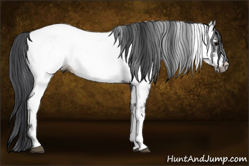 Horse Color:White Spotted Black Frame Near Fewspot 